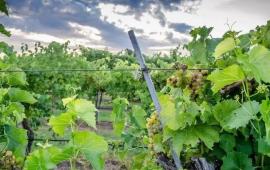 winery
