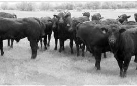 Cattle