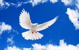 Dove