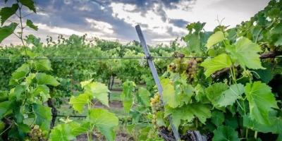 Canadian River Winery