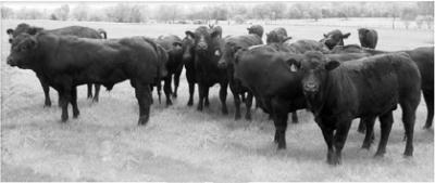 Cattle